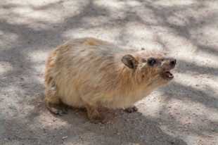 Hyrax of En Gedi-0442.jpg Hyrax of En Gedi-0442.jpg